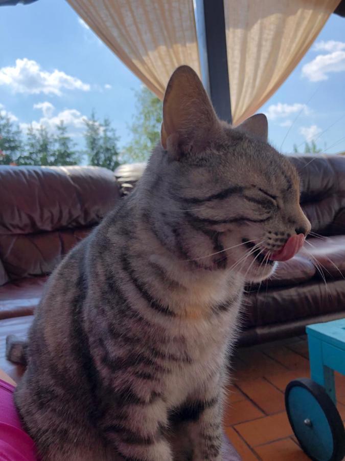 فيلا Cat Stone بيش المظهر الخارجي الصورة