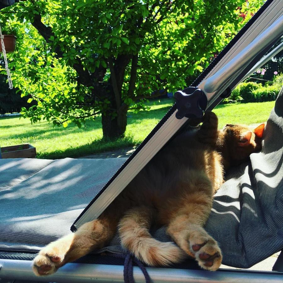 فيلا Cat Stone بيش المظهر الخارجي الصورة